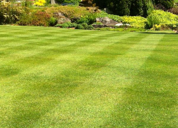 Commercial Grass Cutting in Edison