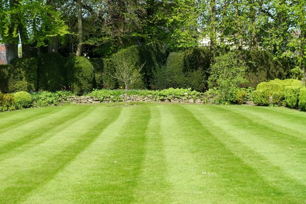 Grass Care Service in Edison