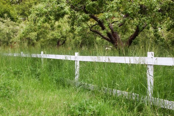 Fence Line Trimming in Edison