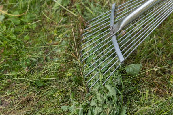 Thatch Raking in Edison