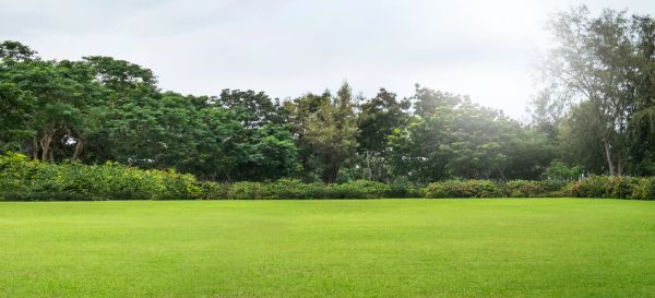 Golf Course Mowing in Edison