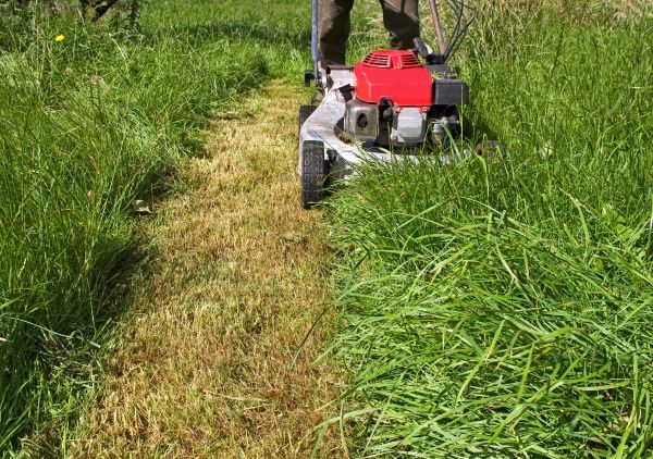 Leaf Mowing in Edison